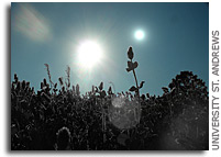 Could Black Trees Blossom On A World With Two Suns?