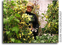 Cropping up: the South Pole growth chamber