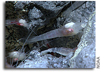 Strange Life Forms at Hydrothermal Vents