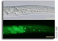 Microscopic worms could help open up travel into deep space