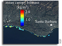 New View of Undersea Giant Kelp Forest 