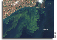 Photo: Toxic Algae Bloom in Lake Erie As Seen From Space