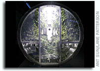 South Pole Greenhouse: Model for Growing Freshies on Other Worlds