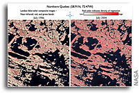 Study Shows More Shrubbery in a Warming World