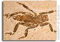 Rare Insect Fossil Reveals 100 million Years of Evolutionary Stasis