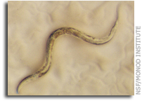 Spaceflight may extend the lifespan of microscopic worm