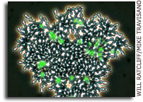 Biologists Replicate Key Evolutionary Step in Life on Earth