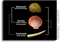 Untangling The Tree of Life on Earth