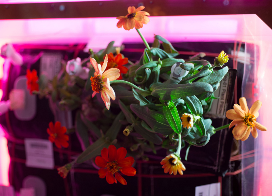 Growing Zinnias In Orbit SpaceRef