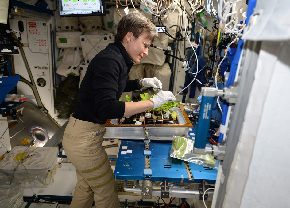 VEGGIE Growing Lettuce in Space SpaceRef