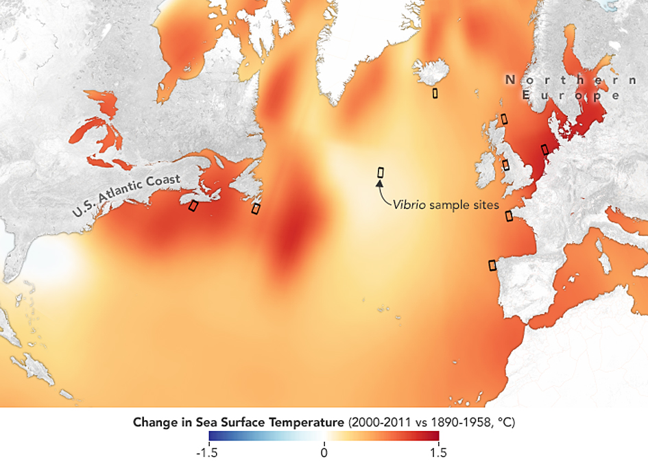 Bacteria Thrive as Earth's Oceans Warm SpaceRef