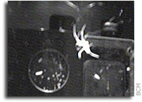 Video: International Space Station: Spiders in Space