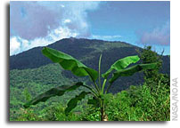 Scientists warn that species extinction could reduce productivity of plants on Earth by half
